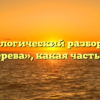 Морфологический разбор слова «тетерева», какая часть речи