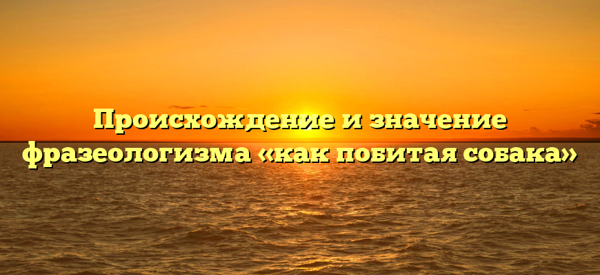Происхождение и значение фразеологизма «как побитая собака»