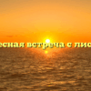 «интересная встреча с лисенком»