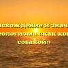 Происхождение и значение фразеологизма «как кошка с собакой»