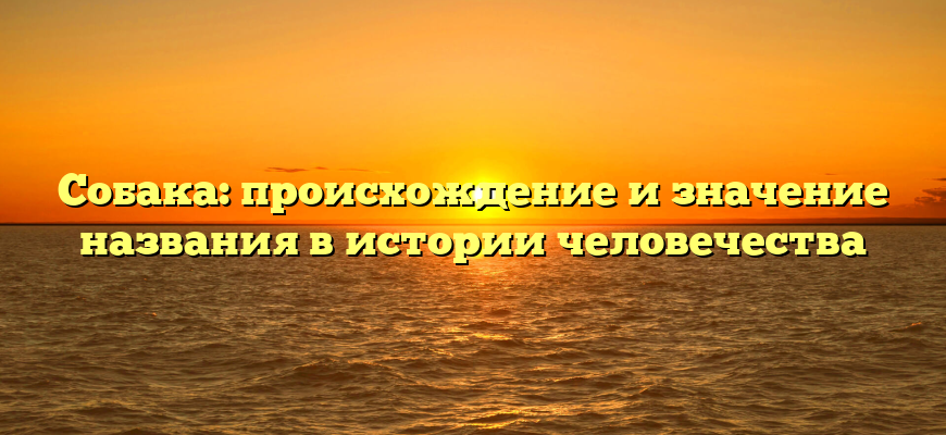 Собака: происхождение и значение названия в истории человечества