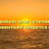 «Стелющийся» или «стелящийся» — как правильно пишется слово?