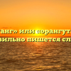 «Орангутанг» или «орангутан» — как правильно пишется слово?