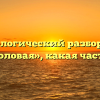 Морфологический разбор слова «тупоголовая», какая часть речи