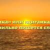 «Цыганка» или «циганка» — как правильно пишется слово?