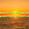 «Прекословить» или «прикословить» — как правильно пишется слово?