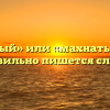 «Мохнатый» или «махнатый» — как правильно пишется слово?