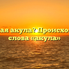 Кто такая акула? Происхождение слова «акула»